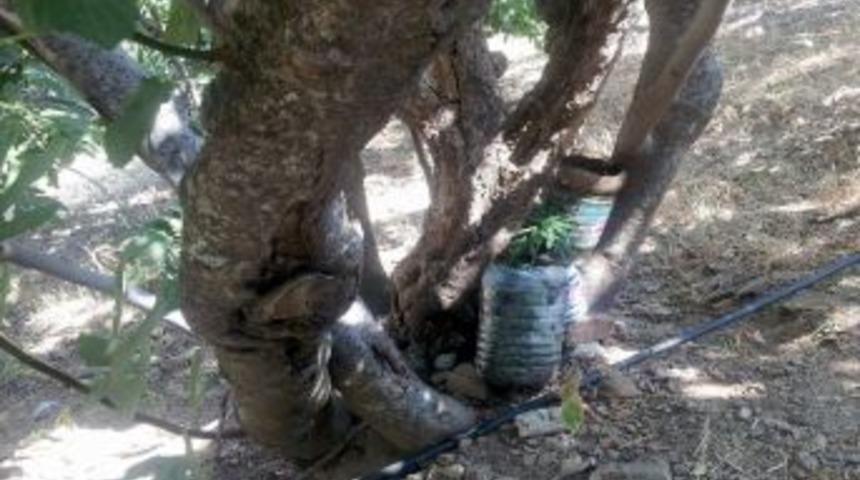 Nazilli&rsquo;de Narkotik K&ouml;pekli Kenevir Operasyonu