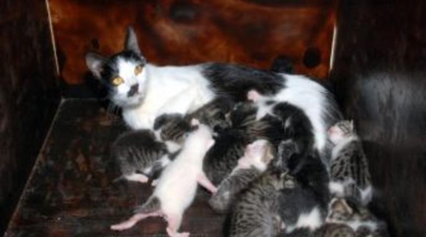 Sokak Kedileri Evlendi