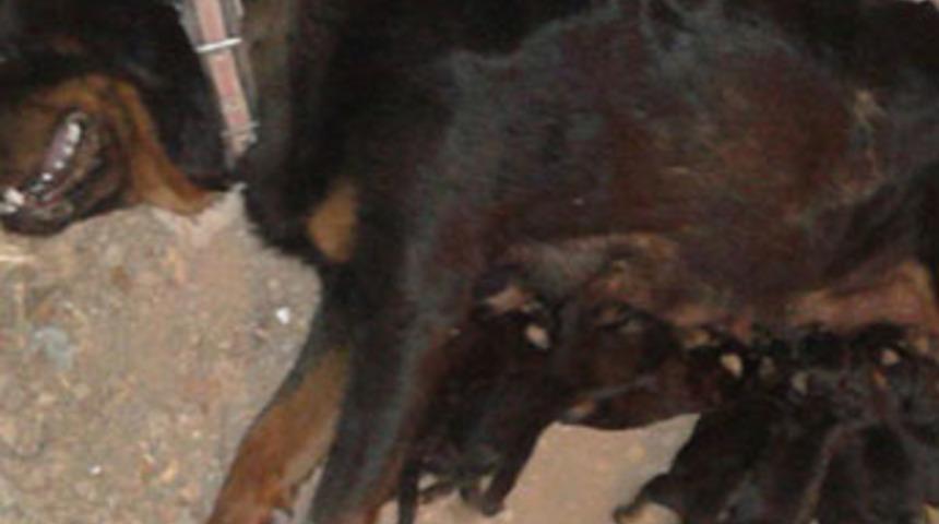 9 yavrusu olan k&ouml;peği &ouml;ld&uuml;rd&uuml;