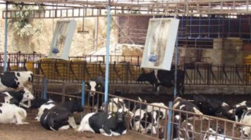 Sıcaktan Bunalan İneklere Fanlı &Ccedil;&ouml;z&uuml;m