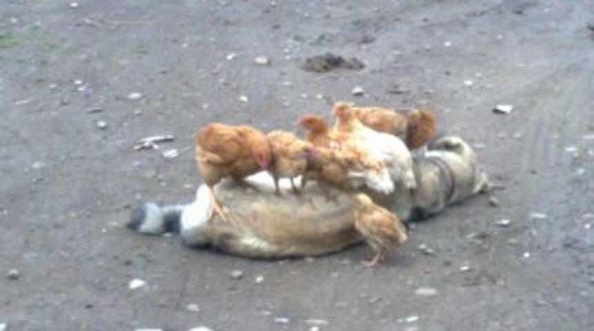 K&ouml;pekle Tavukların Dostluğu