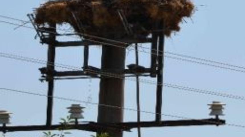 Leyleğin Elektrik Direğine Yaptığı Yuva Depreme Dayanıklı &Ccedil;ıktı