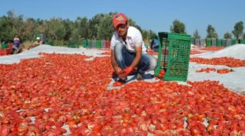 Saruhanlı&rsquo;da Domates &Uuml;reticileri Zararda