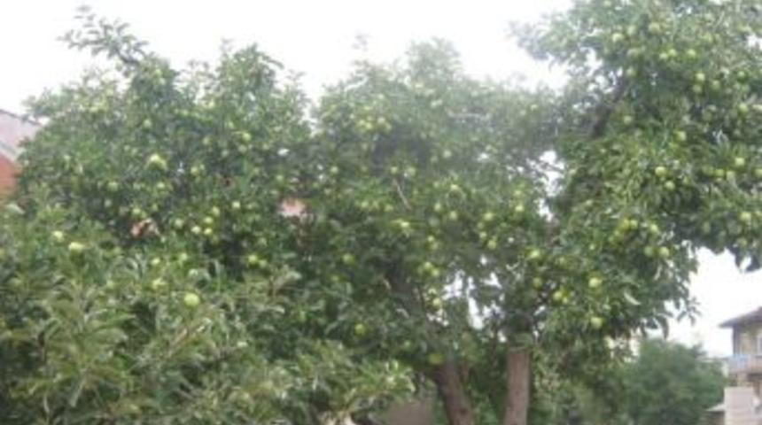 Kağızman'da elma &uuml;reticisinin y&uuml;z&uuml; g&uuml;l&uuml;yor