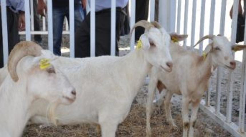 &Ccedil;ift&ccedil;ilere Faizsiz Destek