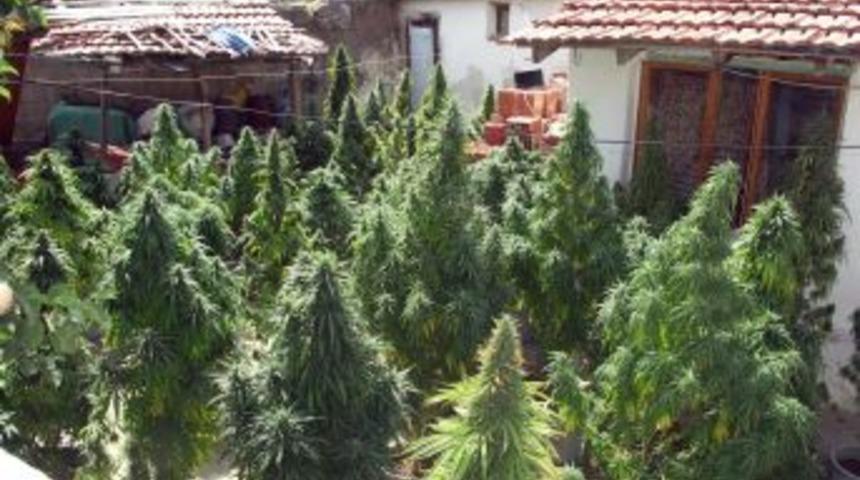 Hint Kenevirlerini Fasulyelerin Arasına Ekmiş