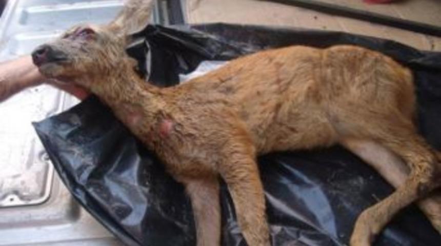 Yavru Karacayı Vurdular