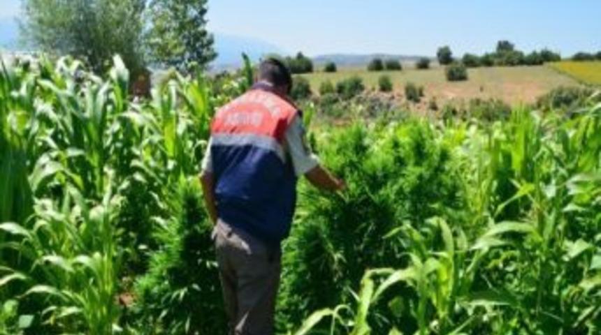 Jandarmadan Uyuşturucu Baskını