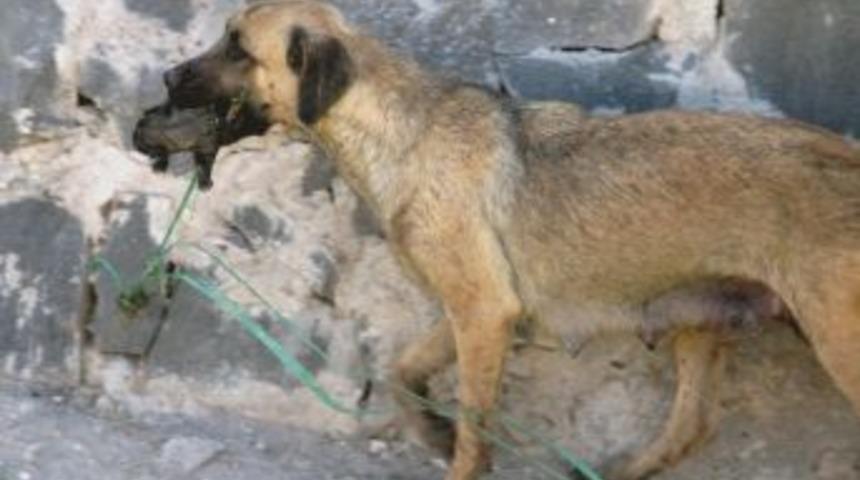 K&ouml;pekten Yavrularına Anne Şefkati