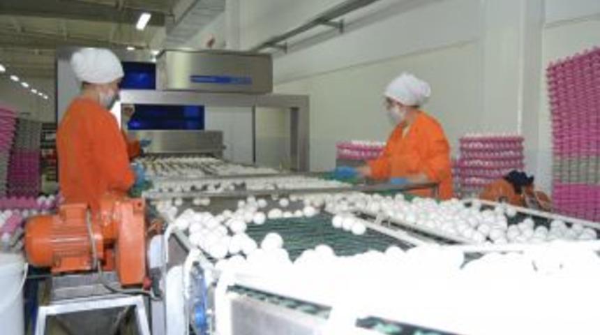 Yumurta &Uuml;reticisi G&uuml;res, K&ouml;t&uuml; Kokuyu Engellemek I&ccedil;in &Ccedil;alışma Başlattı