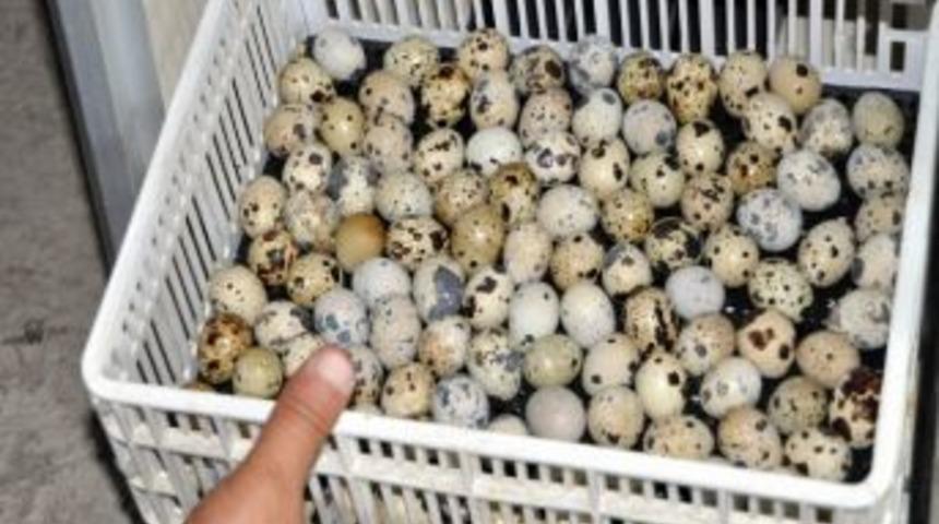 Suşehri&rsquo;nde Bıldırcın &Uuml;retimi Başladı