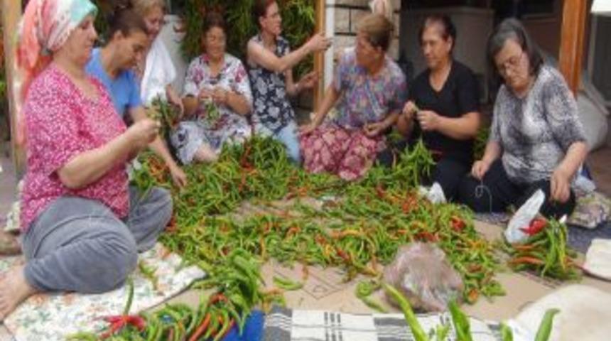 Tavaciğerinin Tamamlayıcısı Acı Biberde Hasat D&ouml;nemi Başladı