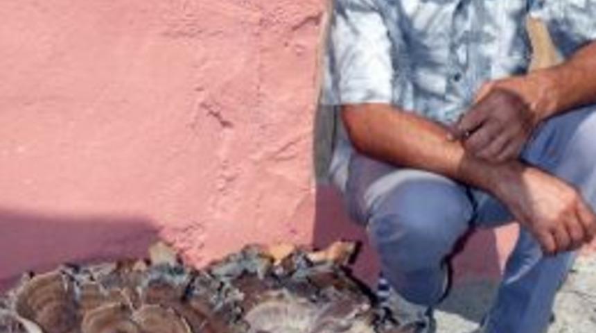 Kastamonu'da Kara Mantara Yoğun İlgi