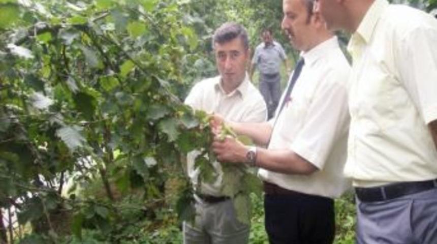 K&uuml;rt&uuml;n Fındığında Rekolte Kaybı Yok