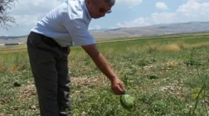 Dolu Hububatı Tarlada Vurdu