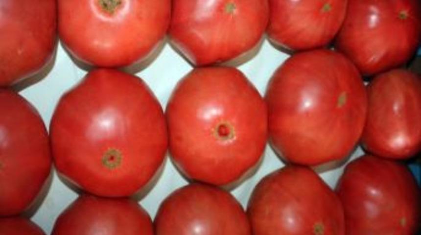 Yalova'da Pembe Domates Hasadına Başlandı