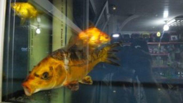 İznik Gölü’nde Efsane Japon Koi Balığı Yakalandı