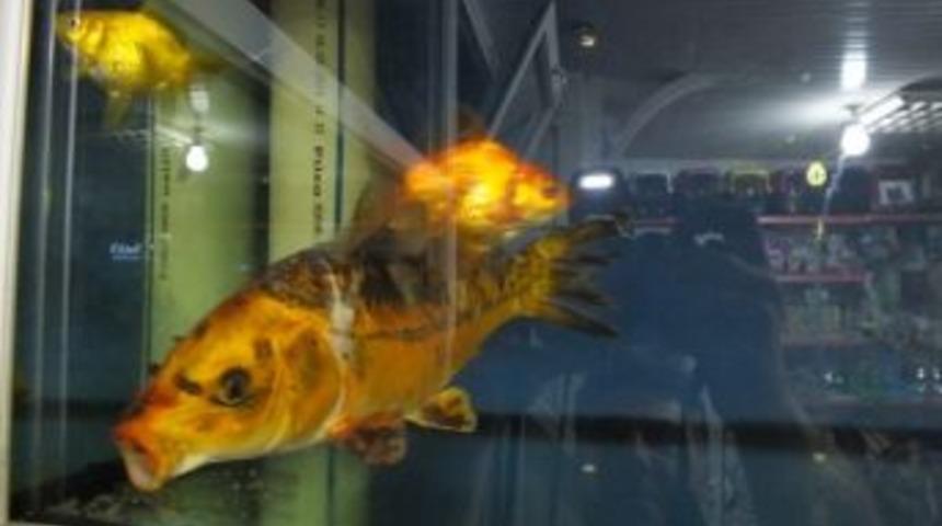 İznik G&ouml;l&uuml;&rsquo;nde Efsane Japon Koi Balığı Yakalandı
