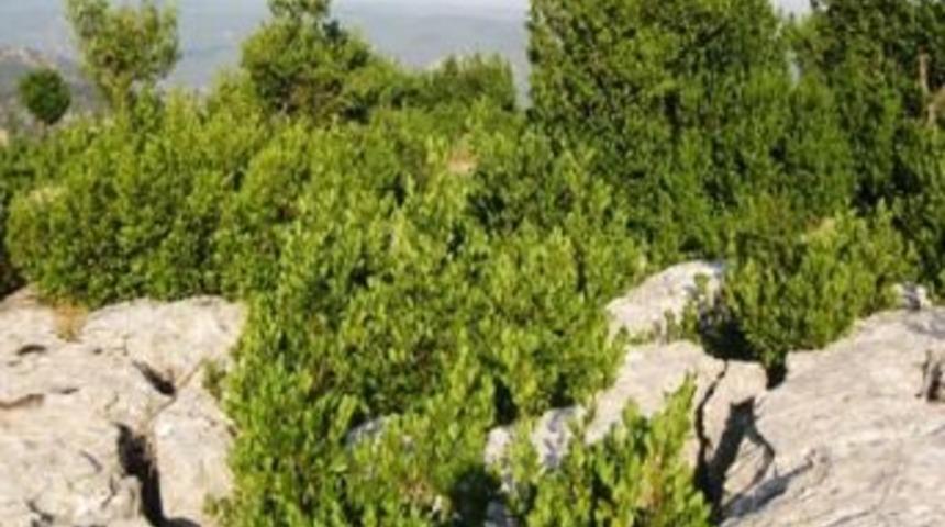 'defne' K&ouml;yl&uuml;lerin Ge&ccedil;im Kaynağı Oldu