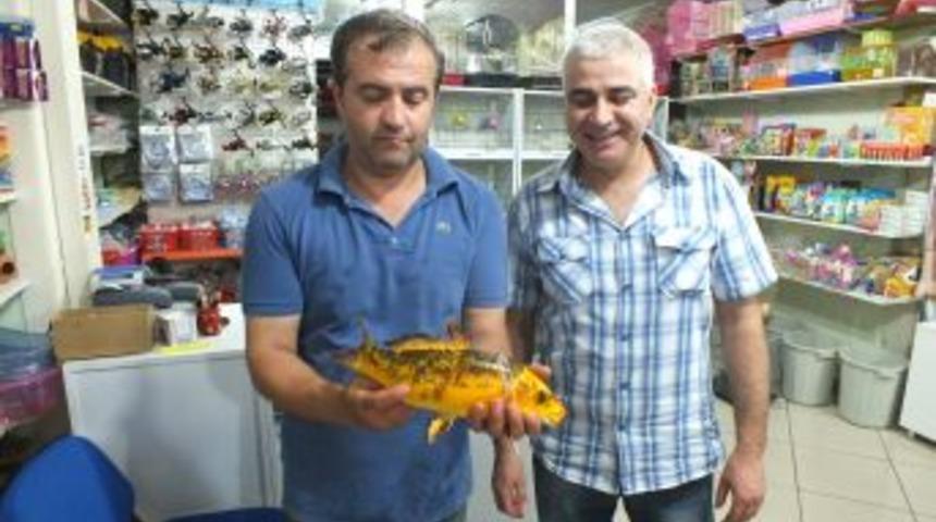 İznik G&ouml;l'&uuml;nde Altın Balık Yakalandı