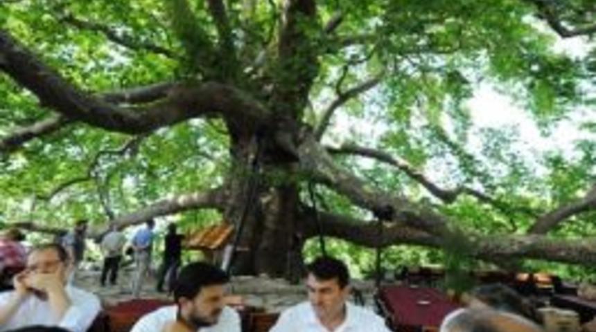 600 Yıllık İnkaya &Ccedil;ınarının &Ccedil;evresi Yeniden D&uuml;zenleniyor