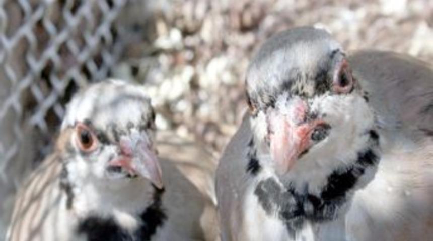 Giresun'da Bin Keklik Doğaya Salıverildi