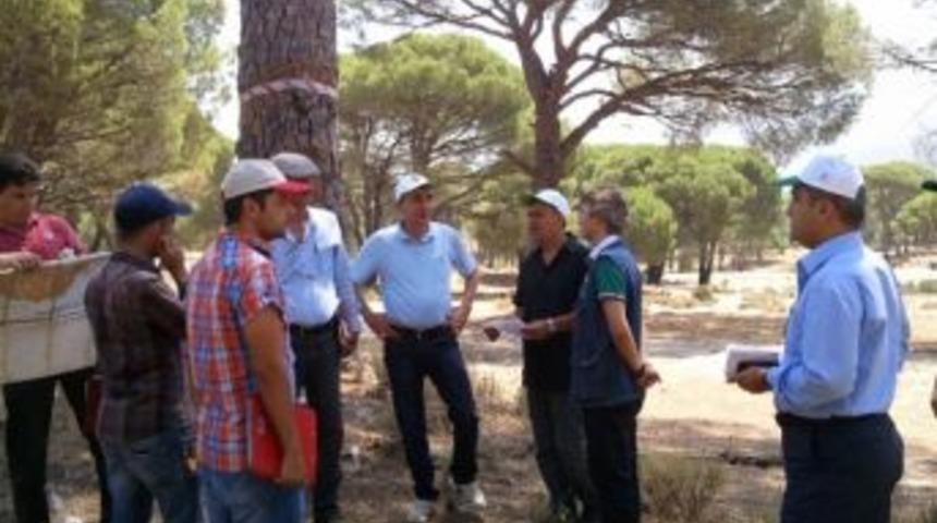 Fıstık &Ccedil;amı Planlaması Yapılıyor