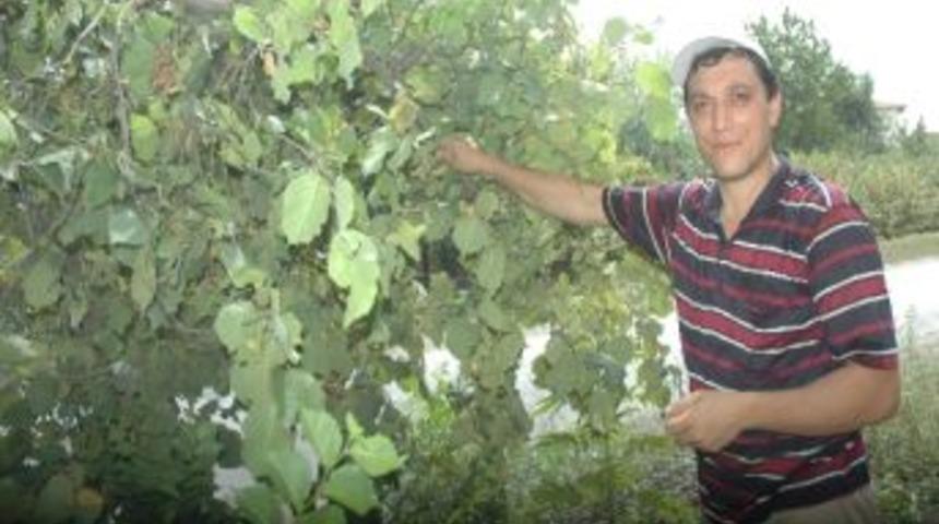 Trabzon Sahil Kesiminde Fındık Hasadına Başladı