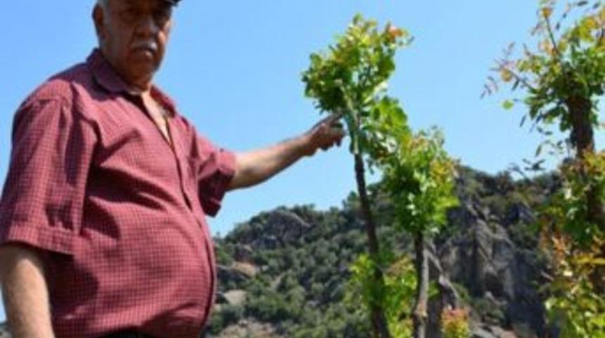 Yabani Ağa&ccedil;lar Aşılandı