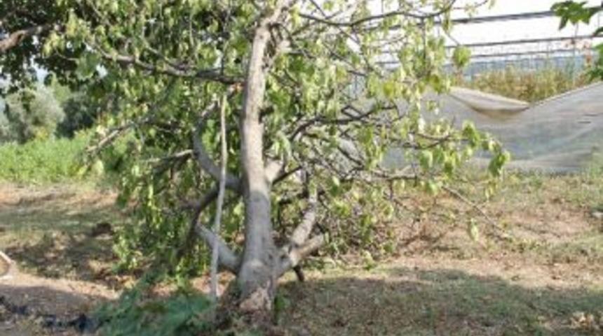 Domates Seralarına "hortum" Darbesi