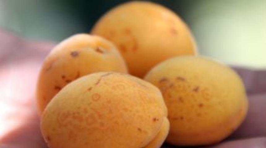 Ahlat&rsquo;ta Şaşırtan Kayısılar