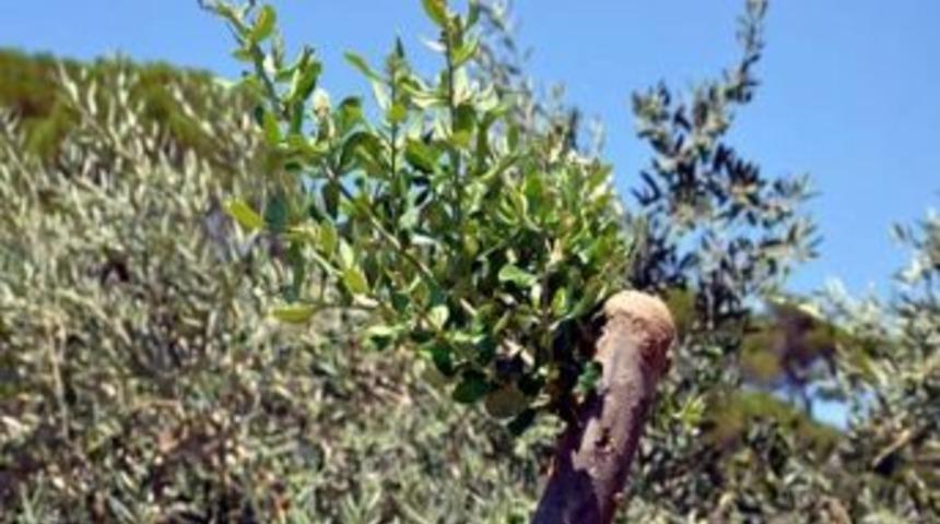 Aydın&rsquo;da 6520 Yabani Ağa&ccedil; Aşılandı