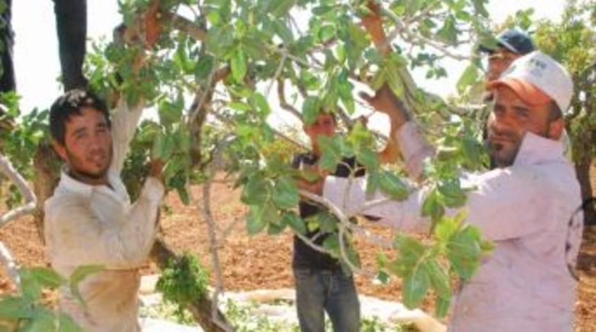 İşsiz Gen&ccedil;ler, Kavurucu Sıcaklarda Fıstık Topluyorlar