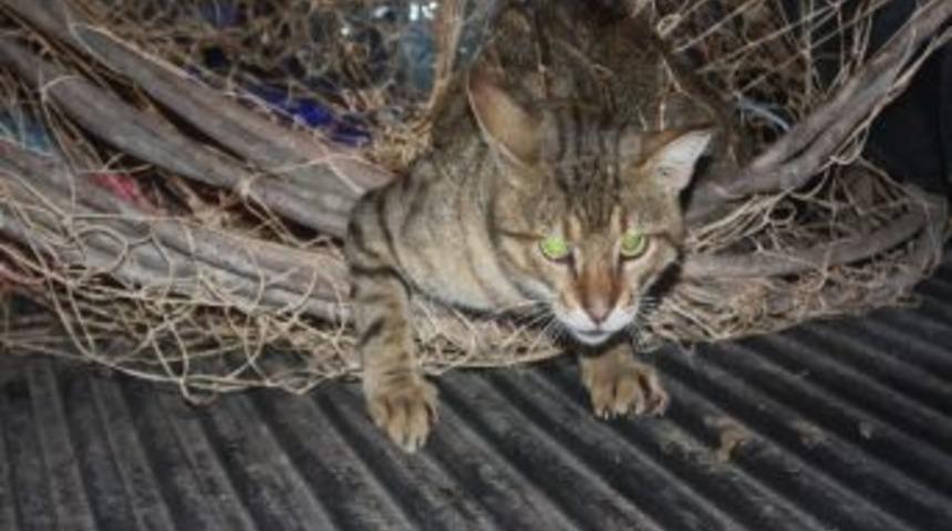 Yaban Kedisi Balık&ccedil;ı Ağlarına Takıldı