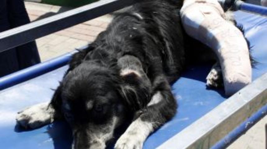 Ayağı Kırılan Sokak K&ouml;peği Ameliyat Edildi