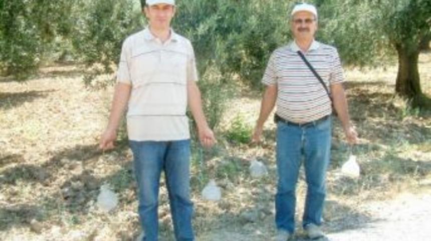 Burhaniye&rsquo;de Zeytin Sineklerini Sayıyorlar