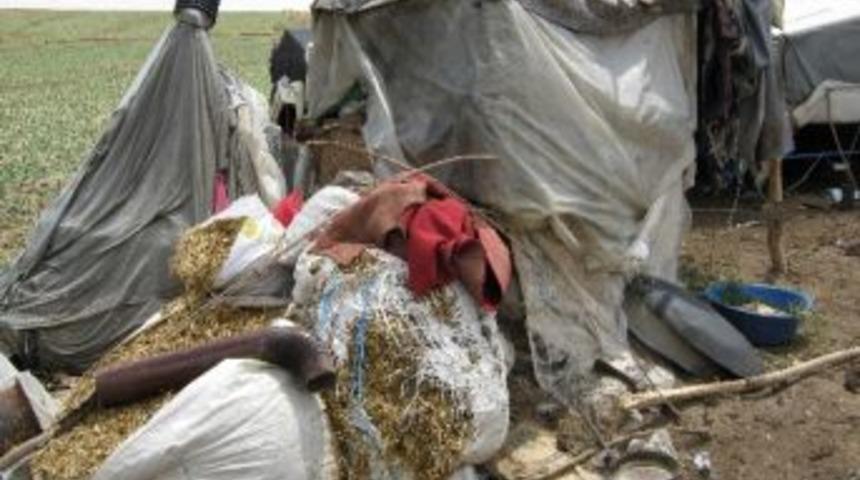 Alaca'da Dolu Yağışı Zarara Neden Oldu