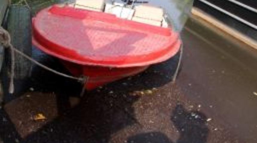 Bartın Irmağında Binlerce Balık Telef Oldu