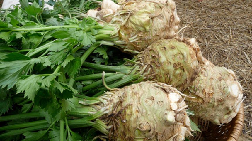  En doğal ila&ccedil;: Kereviz Her Derde Deva!