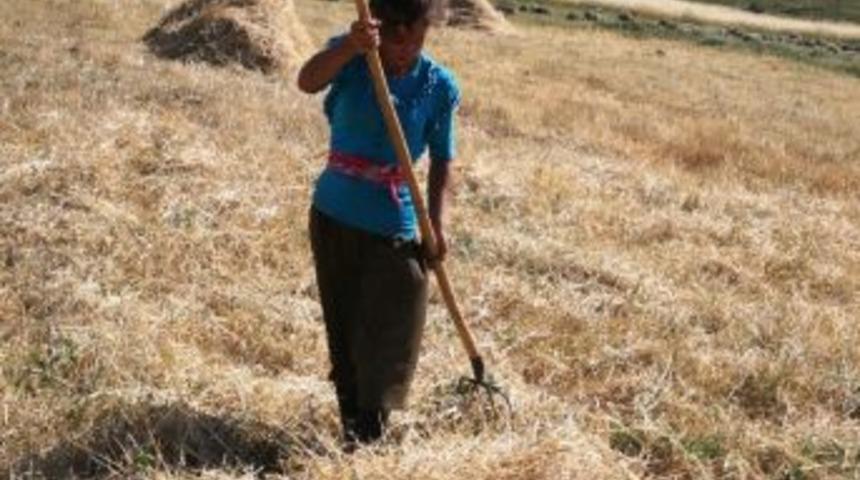 Oru&ccedil;lu 40 Derece Sıcakta Tırpan &Ccedil;ekiyorlar