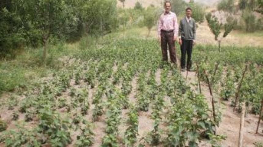 D&uuml;nyanın En Organik &Uuml;r&uuml;n&uuml; Ahlat&rsquo;ta Filizleniyor