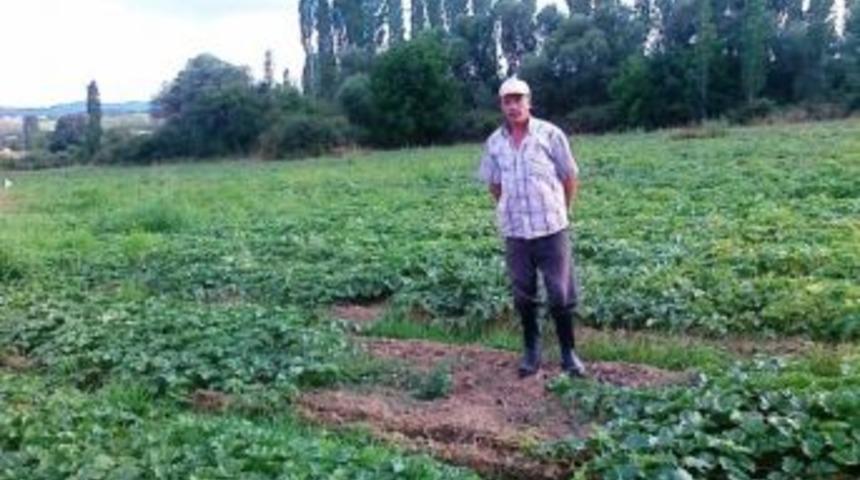 Hisarcık'ta Yerli Organik Kavun Kapışılıyor