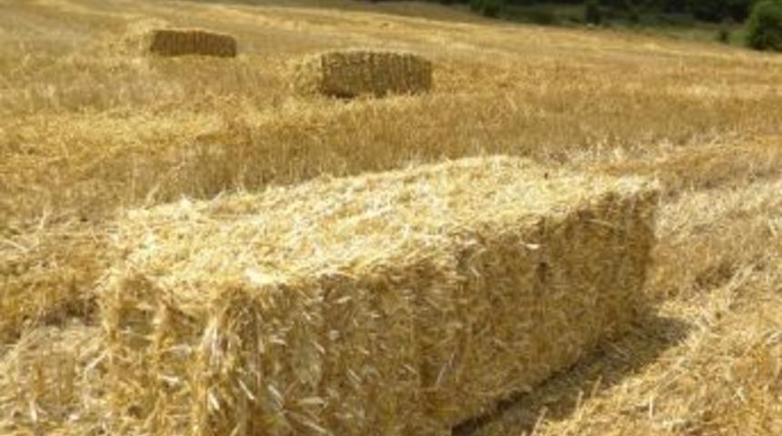 Hayrabolu&rsquo;da Saman Balyası Fiyatları İkiye Katladı