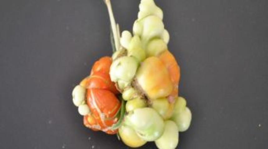 İlgin&ccedil; Dometes G&ouml;renleri Hayrete D&uuml;ş&uuml;r&uuml;yor