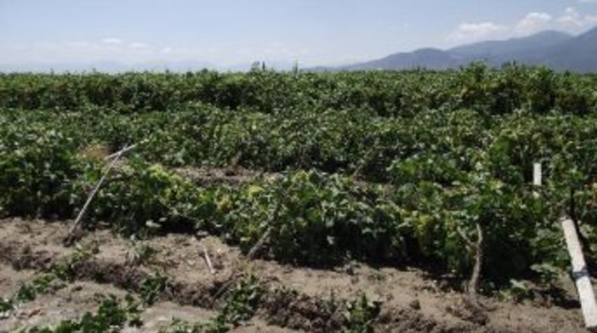 Saruhanlıda Sağnak Yağışla Karışık Don, Mahs&uuml;llere Zarar Verdi