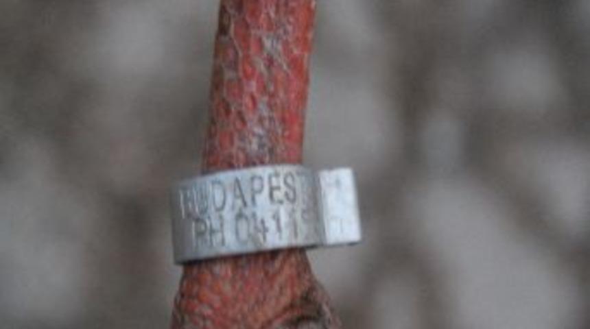 Elektrik &Ccedil;arpan Leylek Telef Oldu