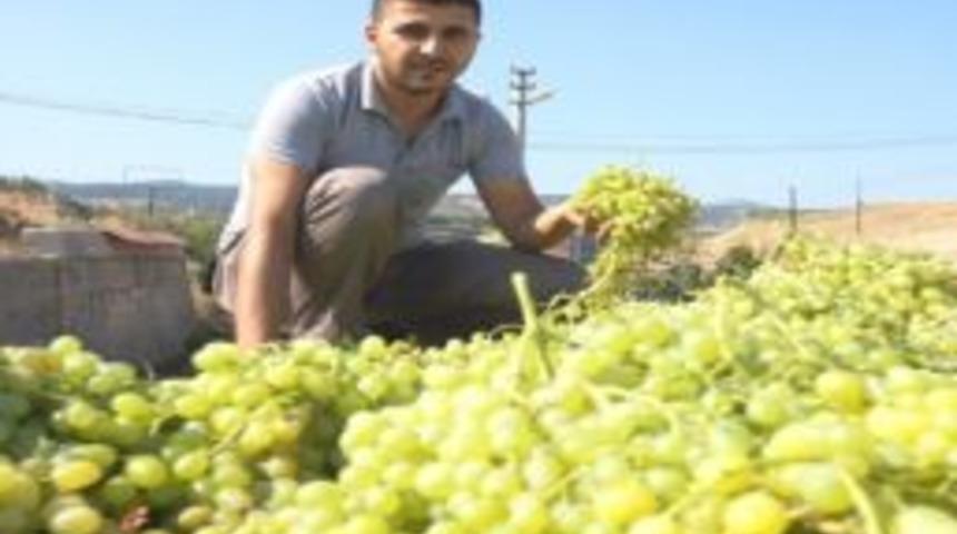 Sarıg&ouml;l&rsquo;de Şaraplık &Uuml;z&uuml;m Alımlarına Başlandı