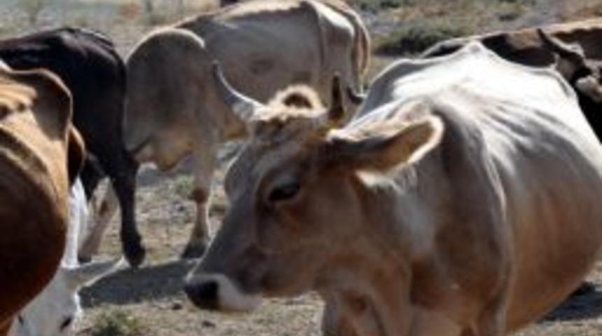 Oru&ccedil;lu &Ccedil;obanların Zorlu M&uuml;cadelesi