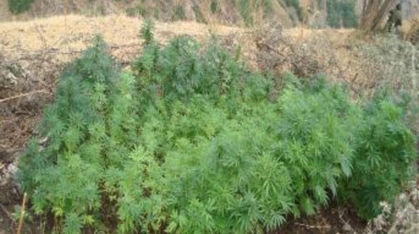 Muş&rsquo;ta Uyuşturucu Operasyonu