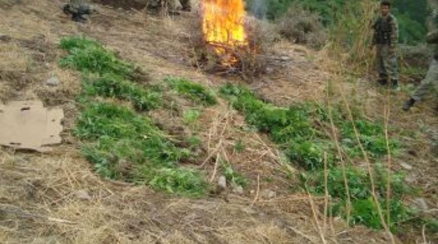 Jandarmadan Hint Keneviri Operasyonu